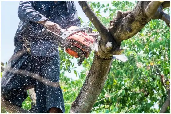 tree services Lemmon